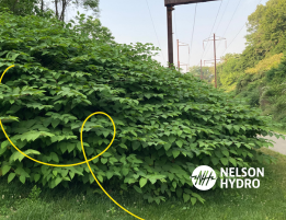 Let's Talk Pest Management