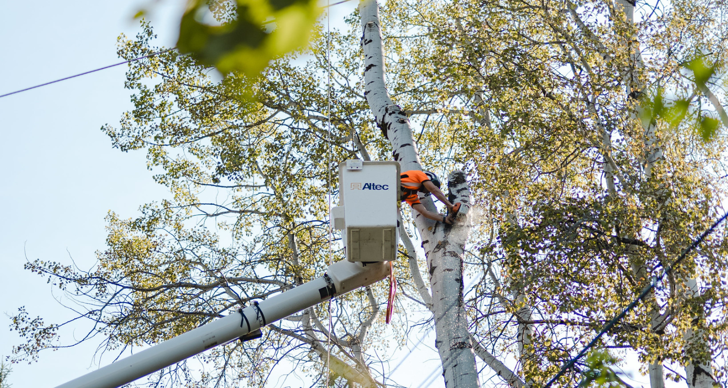 Scheduled Vegetation Management