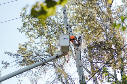 Learn why Vegetation Management is crucial for us to supply power safely and reliably.