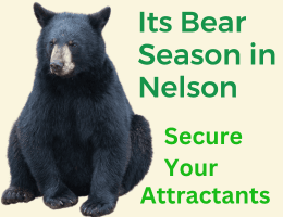 It's Bear Season